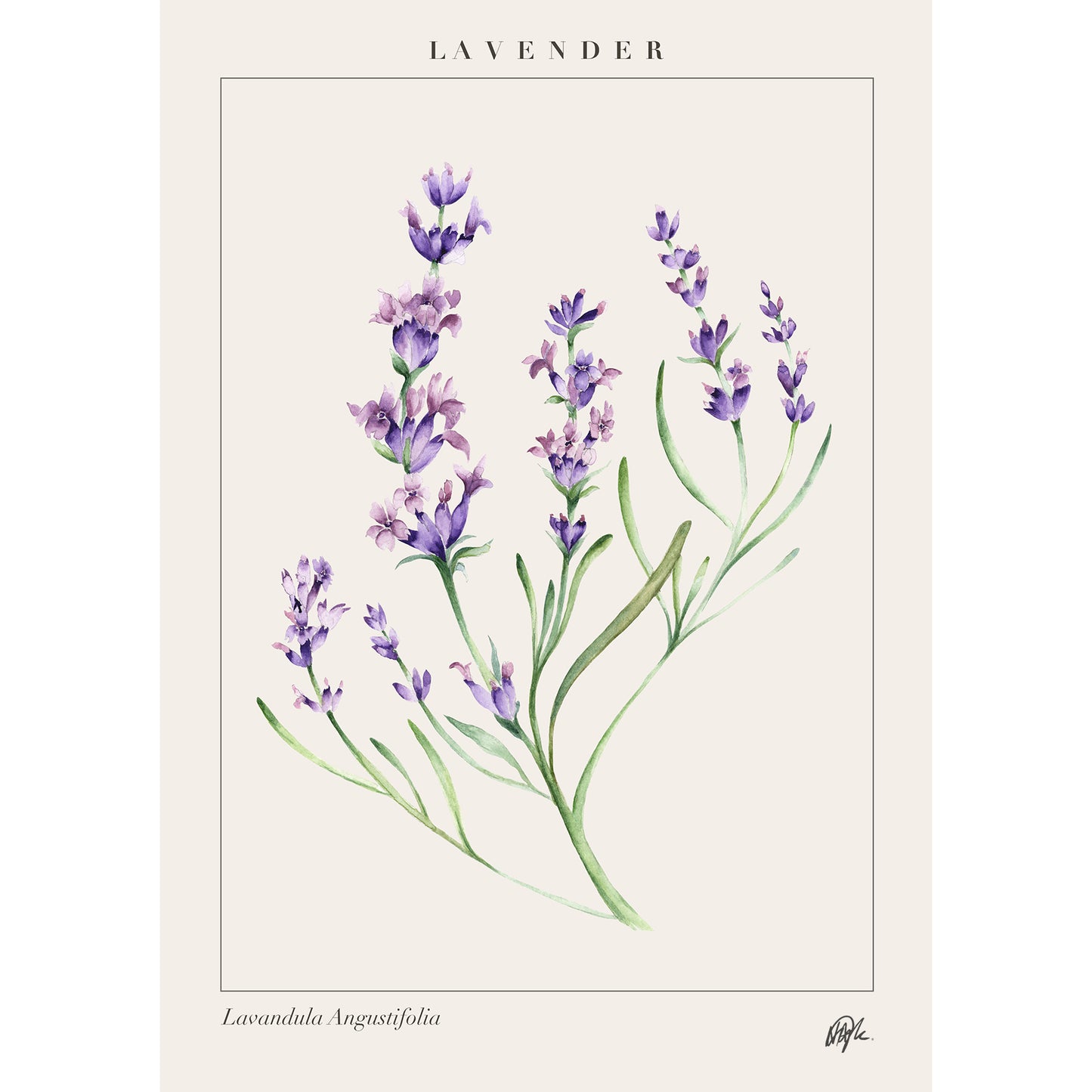 'Lavandula' Art Print