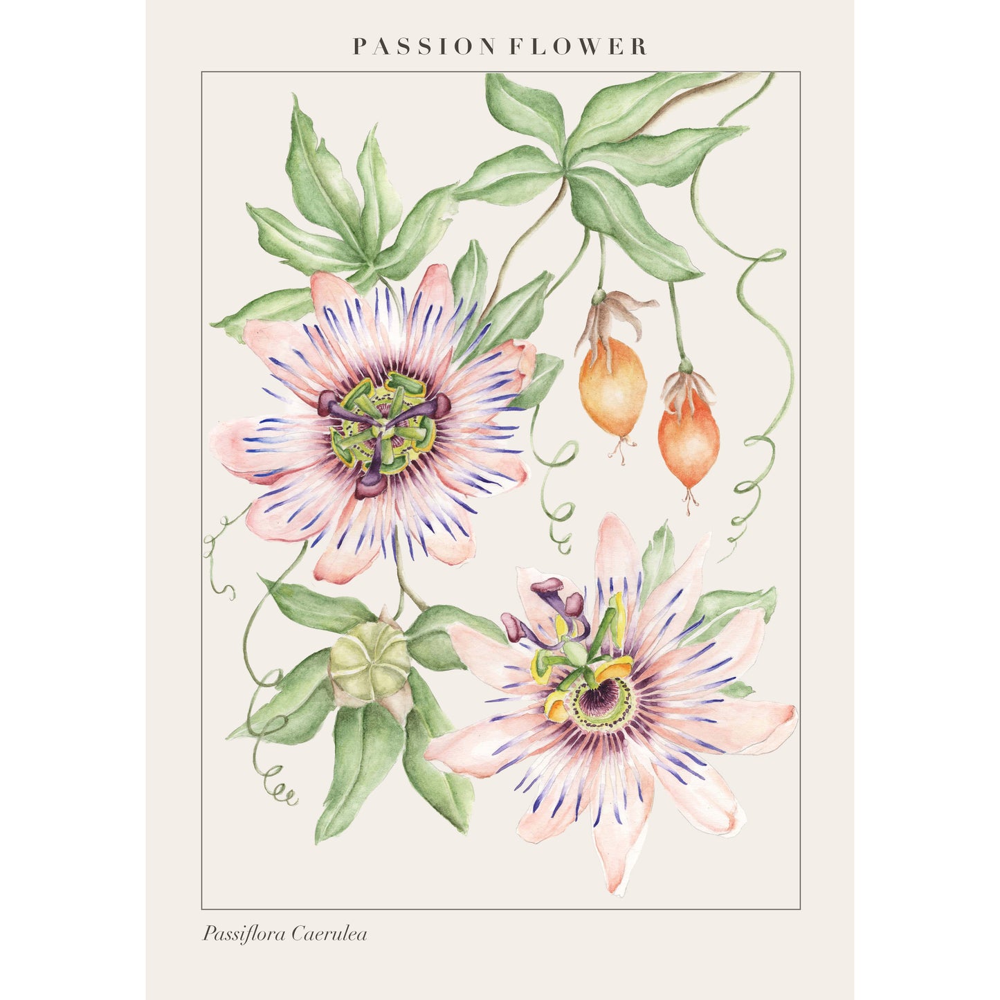'Passiflora' Art Print