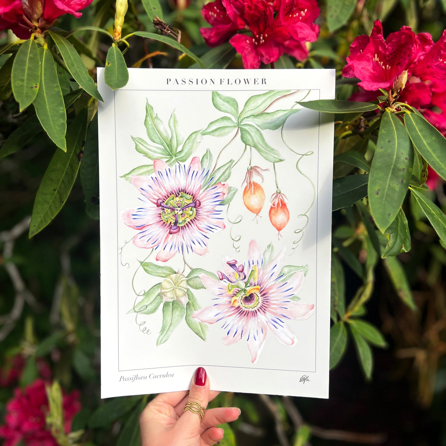 Botanical Art Prints