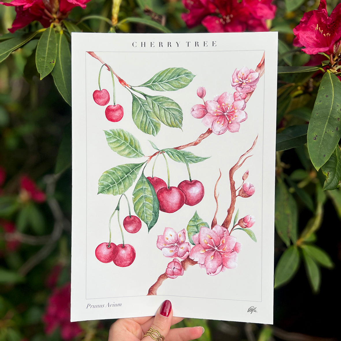 'Prunus Avium' Art Print