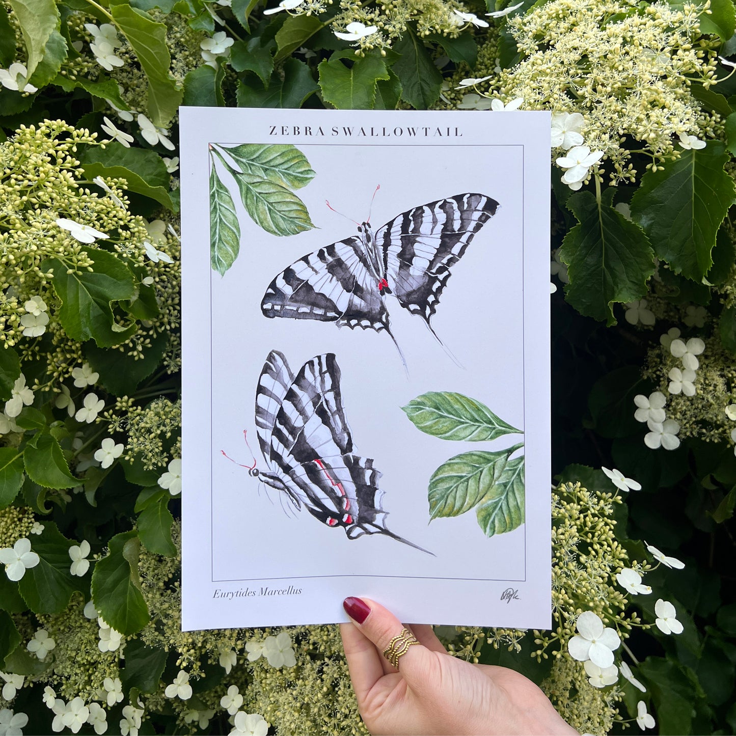 'Swallowtail' Art Print