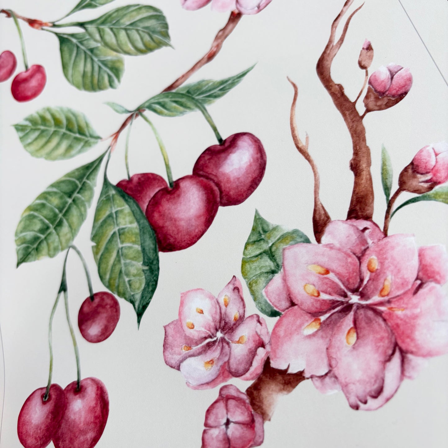 'Prunus Avium' Art Print