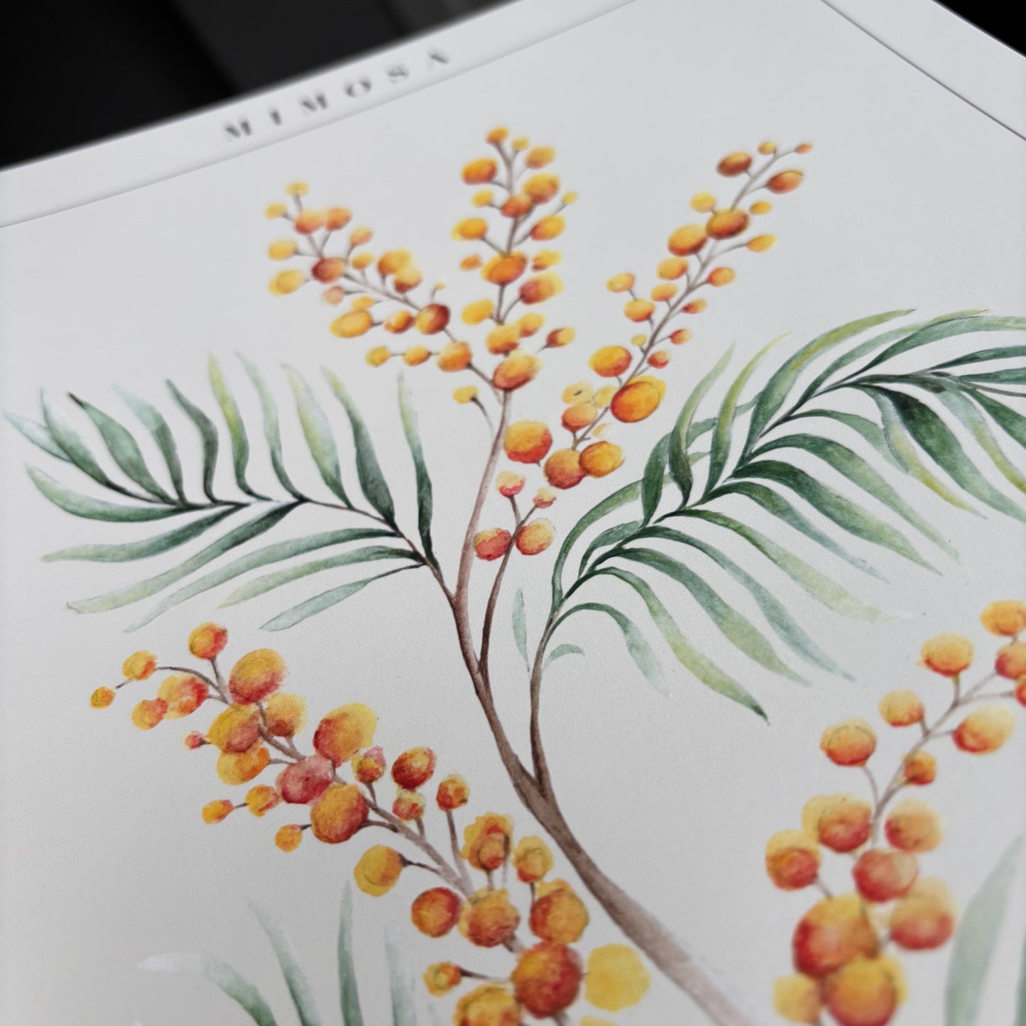 'Acacia' Art Print
