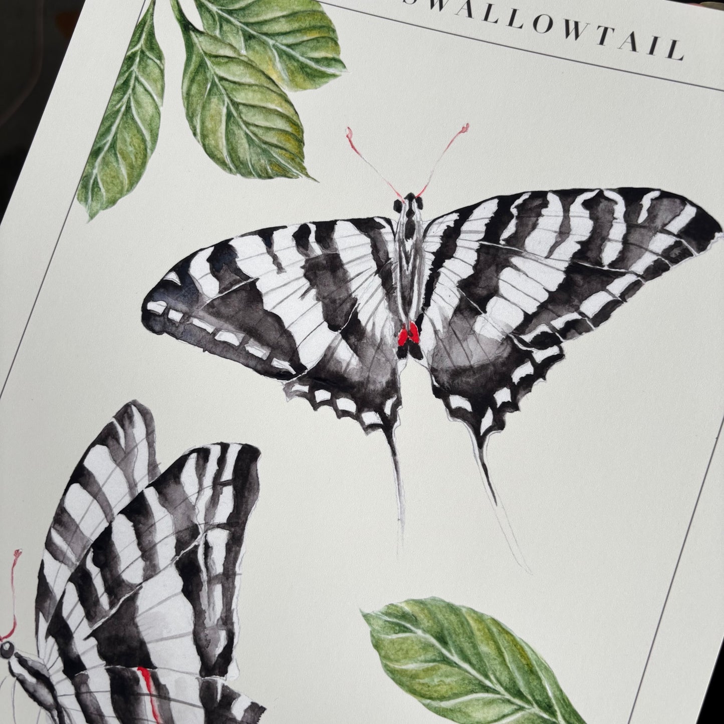'Swallowtail' Art Print