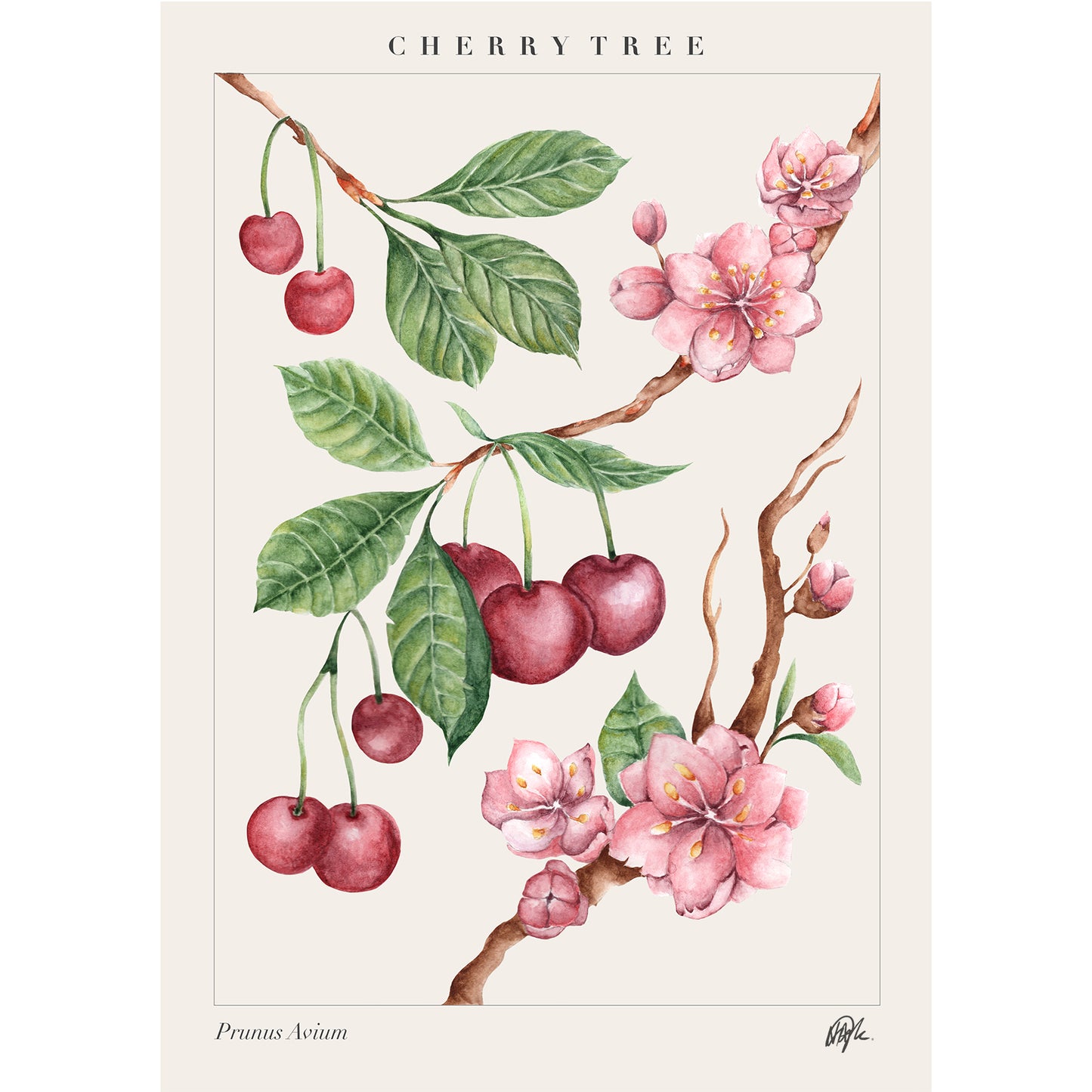'Prunus Avium' Art Print