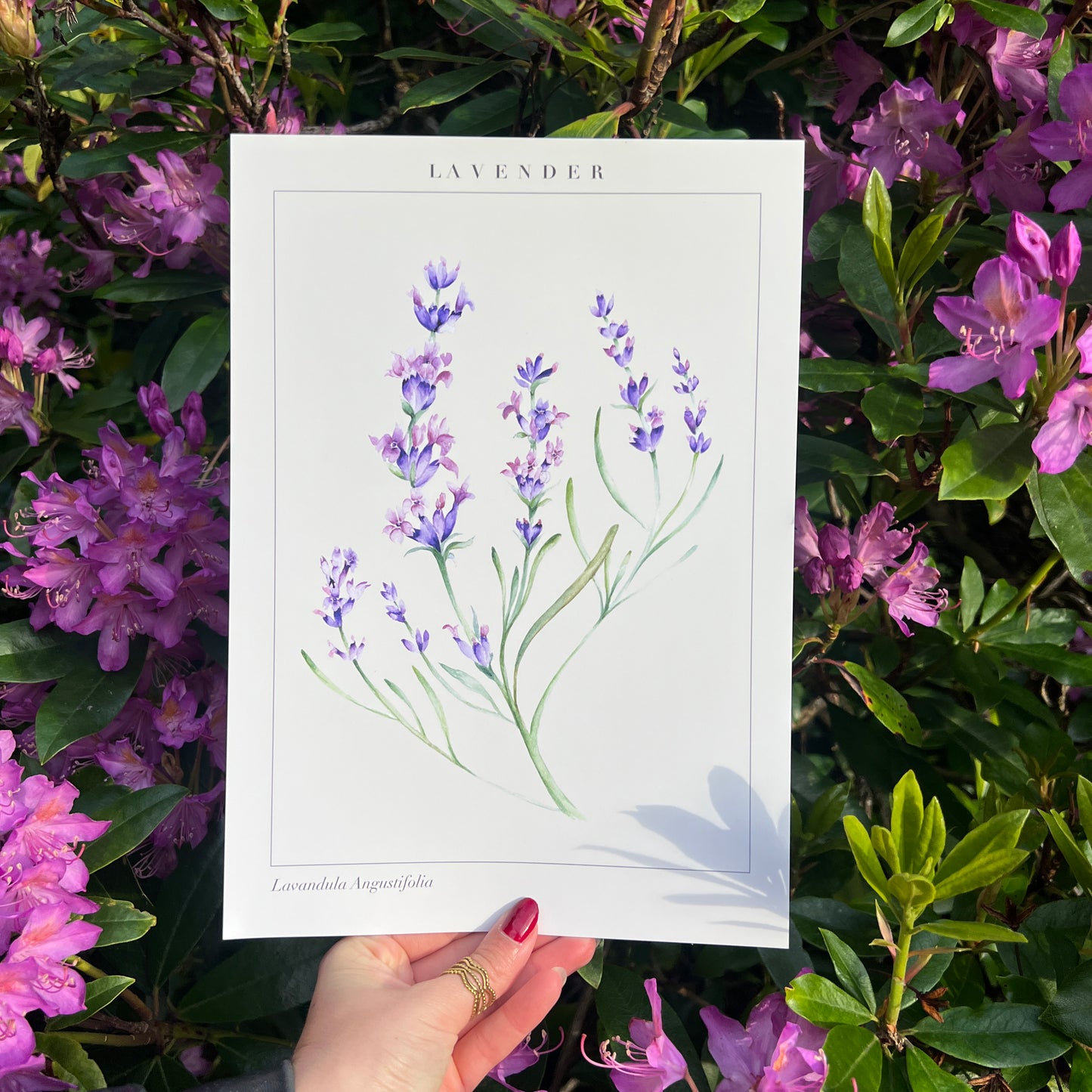 'Lavandula' Art Print
