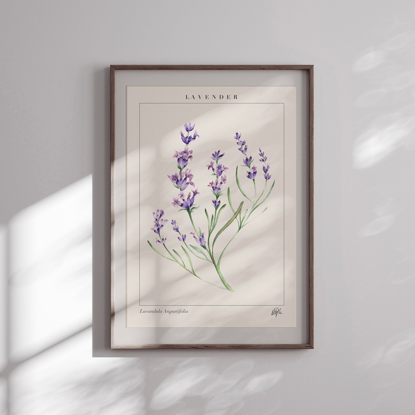 'Lavandula' Art Print