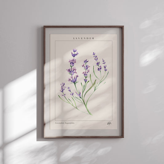 'Lavandula' Art Print