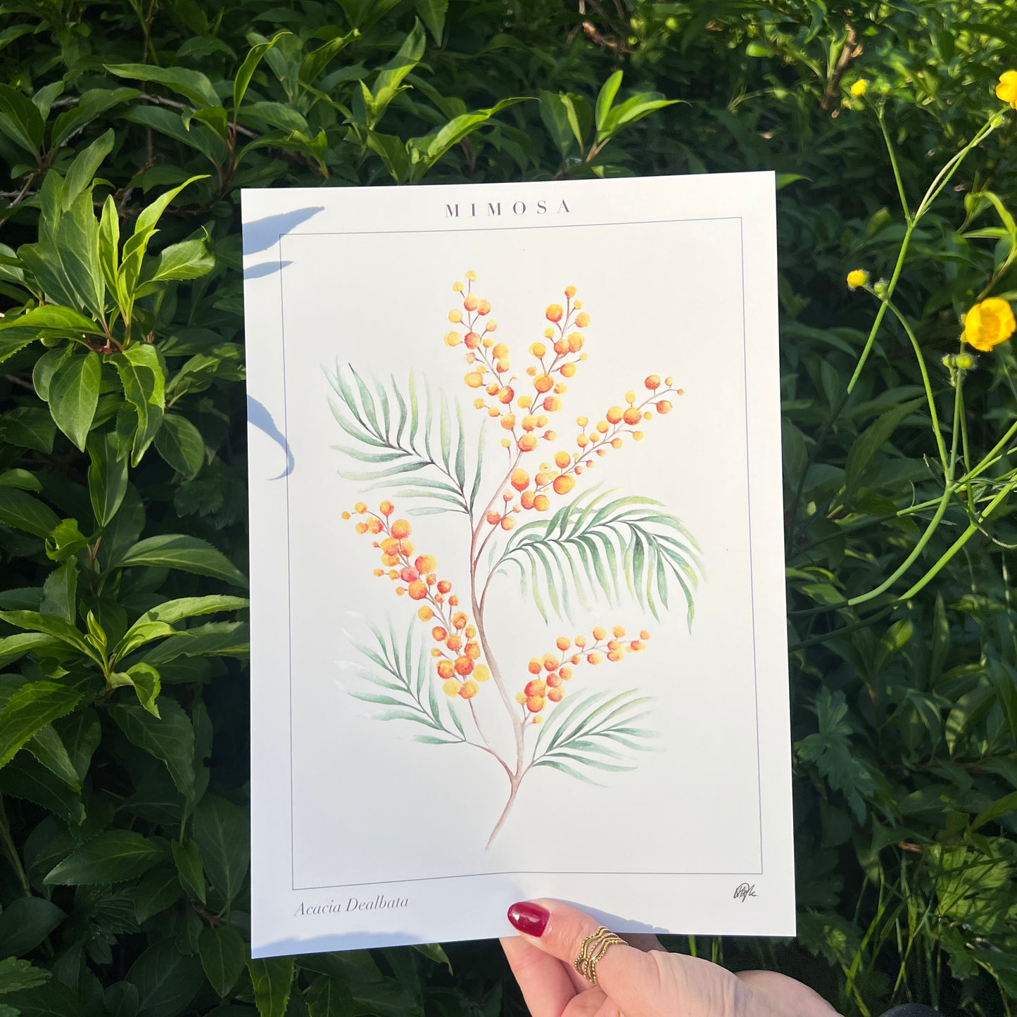 'Acacia' Art Print