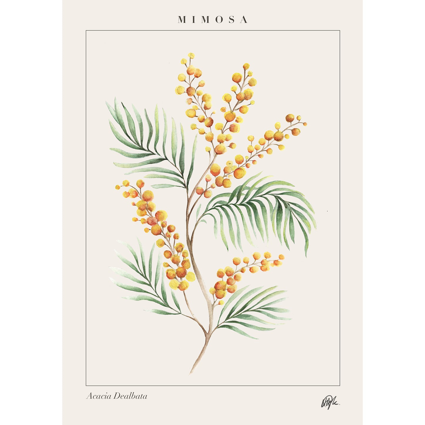 'Acacia' Art Print