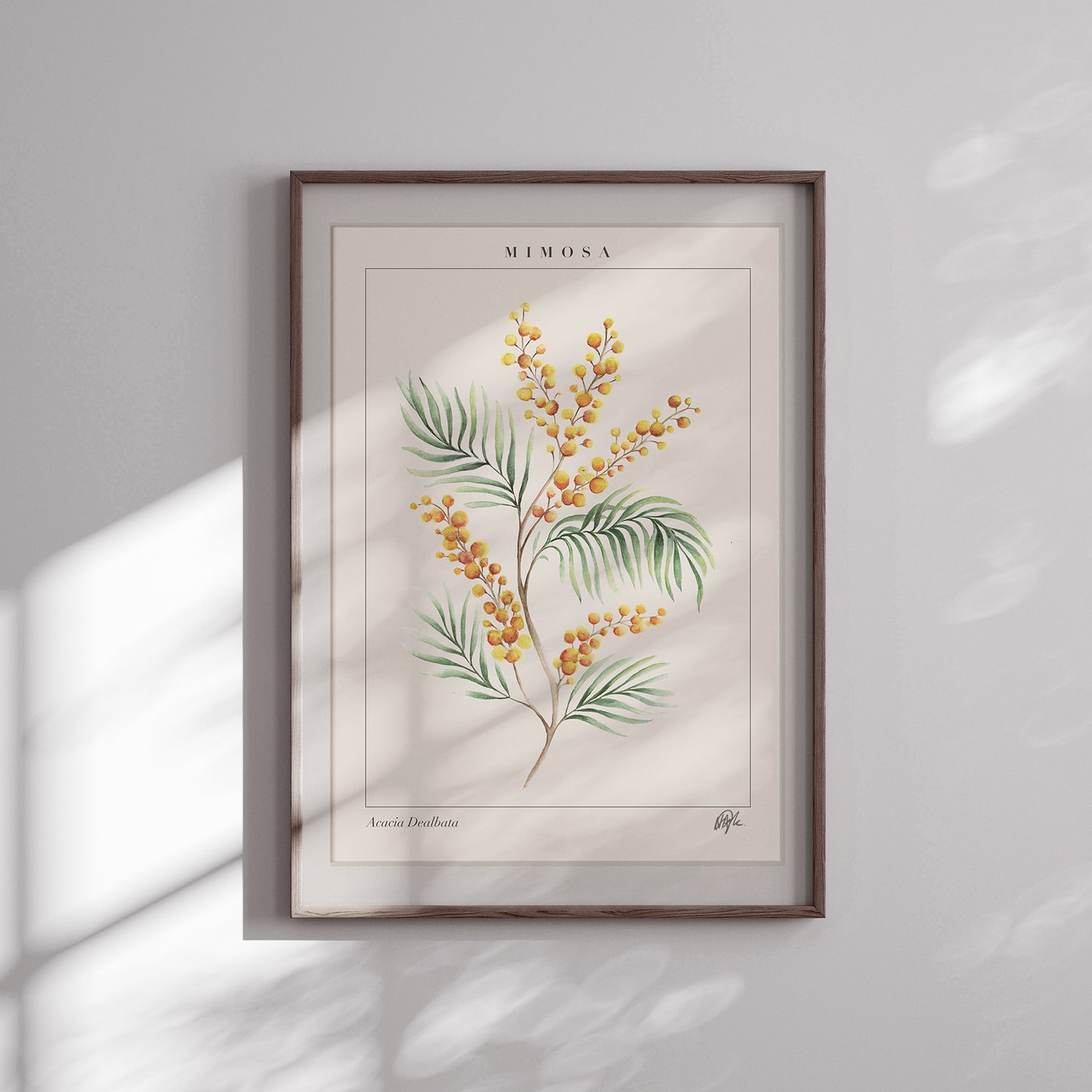 'Acacia' Art Print