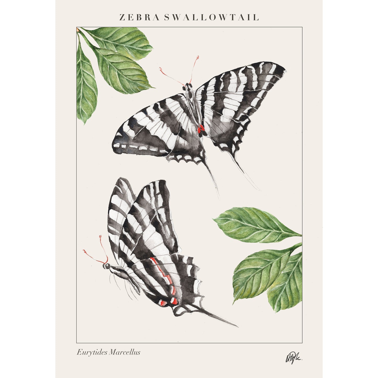 'Swallowtail' Art Print