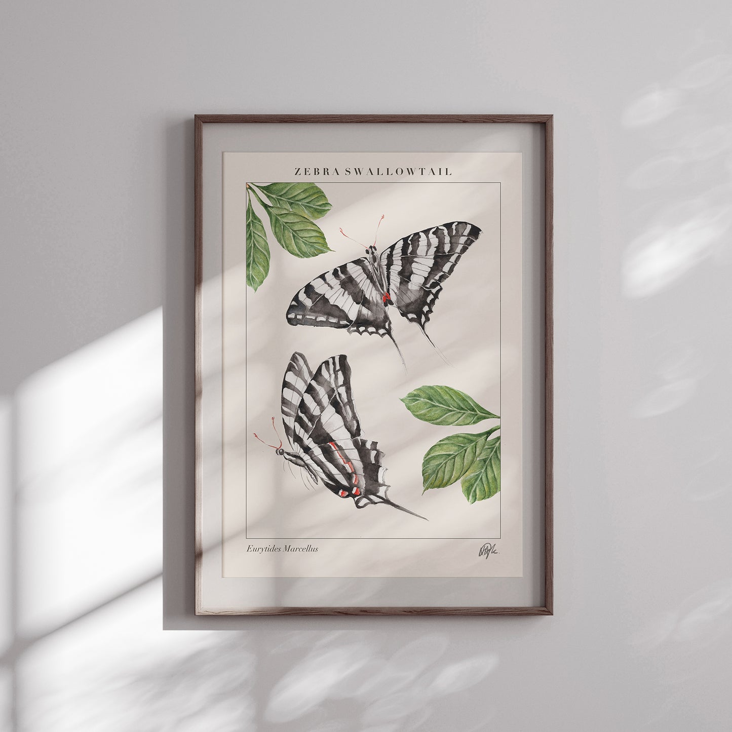 'Swallowtail' Art Print